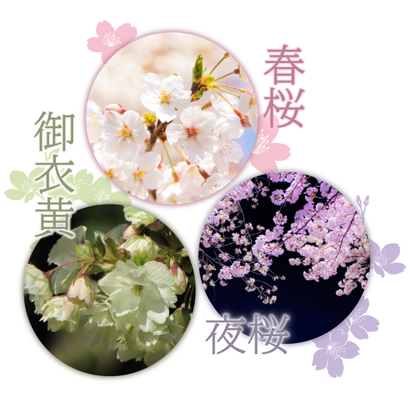桜の色あそび 3つの色で楽しむ春｜ENDLESS